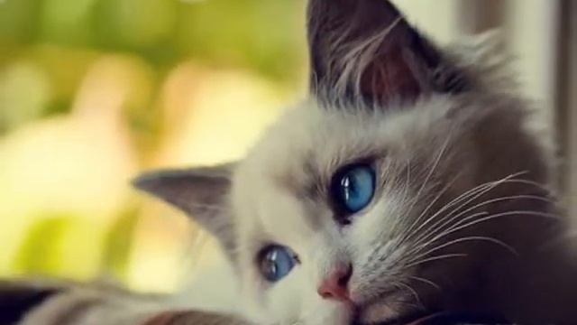 Limp bizkit - Behind blue eyes смотреть онлайн