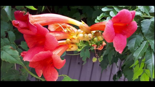 Уходящее лето смотреть онлайн