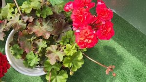 #577.  Сравнительный обзор "красных"пеларгоний.