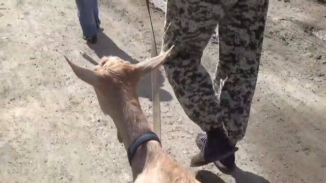 VLOG. Готовлю кальмары, делаем масло из козьего молока, пастбища укатаны машинами. смотреть онлайн