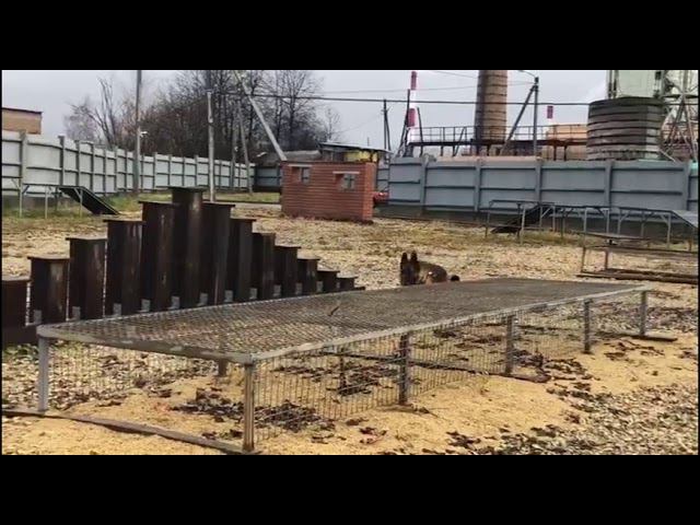 Kinolog s sobakoy смотреть онлайн