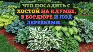 Что посадить с ХОСТОЙ на клумбе, в бордюре и под деревьями.☘?
