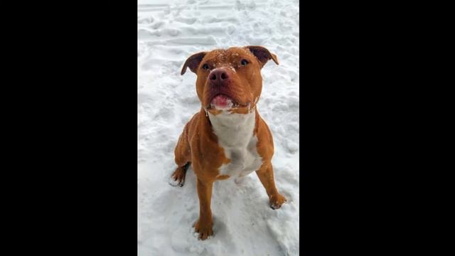Apollo pitbull 2 roky смотреть онлайн