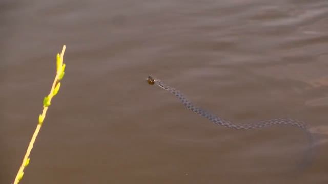 ГАДЮКА или УЖ? На реке ПСЁЛ. Сухорабовка. Кто знает точно? смотреть онлайн