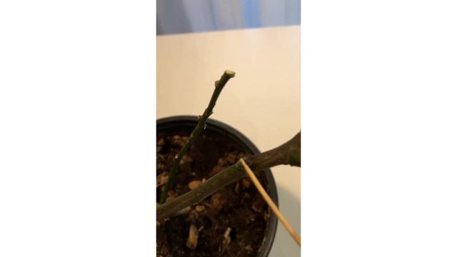 Лимон без листьев! Лимон скинул листья. Уход за лимоном. Цитокининовая паста. Комнатные растения. смотреть онлайн