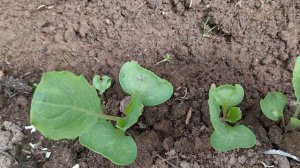 🌱 2 лучших способа выращивания рассады капусты в теплице | Личный опыт Виктории Радзевской