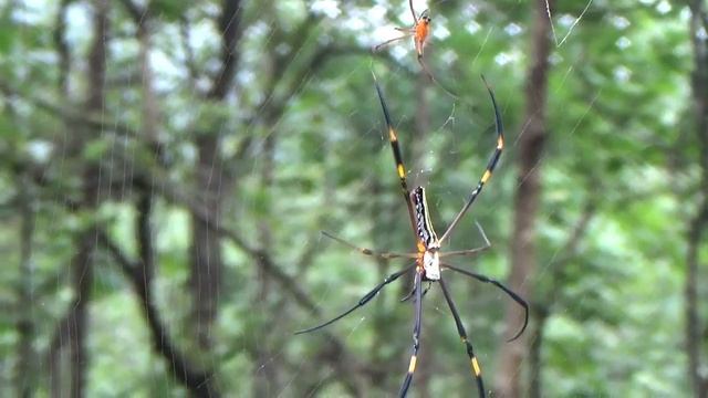 Spider Mating, Golden silk, orb-weavers (Nephila), Giant wood Spider смотреть онлайн