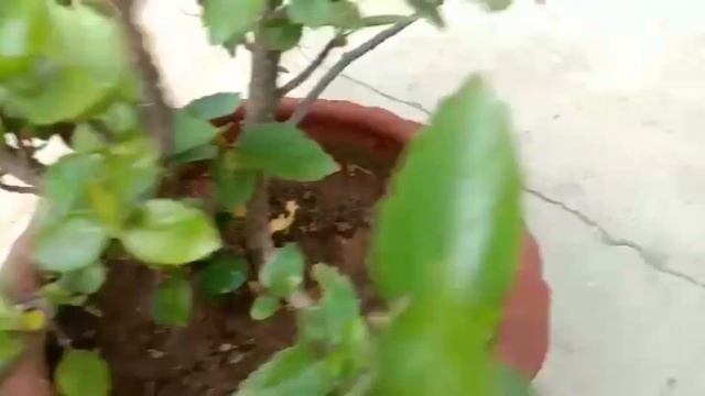 orange colour hibiscus plant || take care of hibiscus plant смотреть онлайн