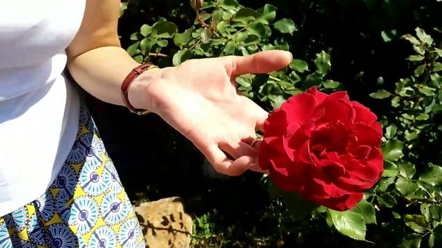 ТОП 5 мест в Сербии//ПЕТРОВАРАДИНСКАЯ КРЕПОСТЬ // НОВИ САД смотреть онлайн