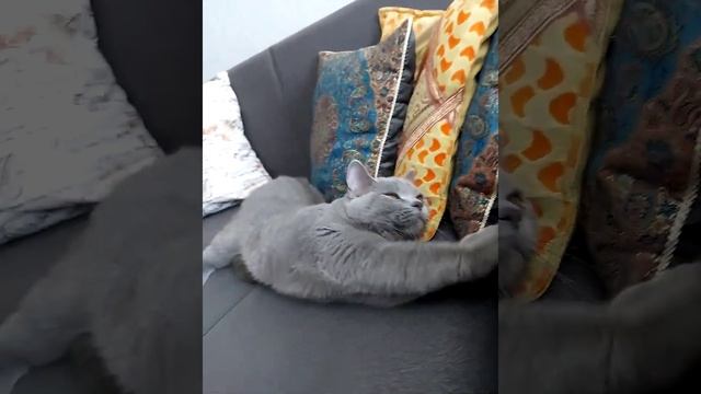 Британский 🐱 котёнок смотреть онлайн