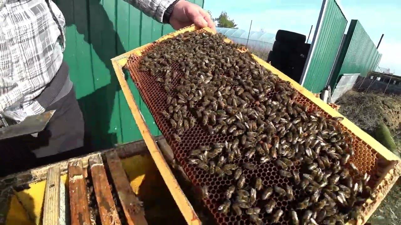 Расплод в семьях пошла первая пыльца смотреть онлайн