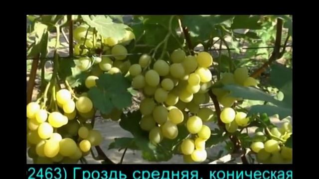 Мускат Лакомка