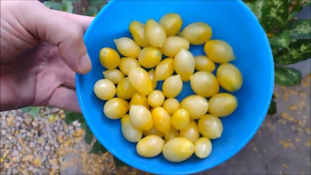 Tomato Tester: Barry's Crazy Cherry(Sour Drop Horde)! смотреть онлайн