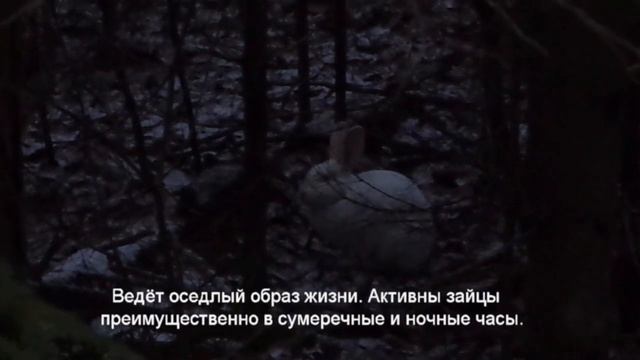 ЗАЯЦ Встреча в лесу! смотреть онлайн