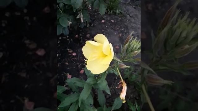Цветок Лунник распускается на глазах! Чудо природы #цветок #цветокраспускается #цветы #чудоприроды смотреть онлайн