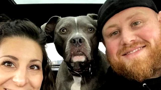 Пес победил болезнь и теперь ему ничего не страшно смотреть онлайн