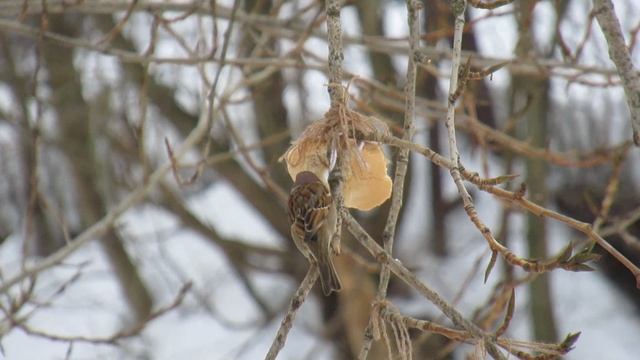 Лазоревка клюёт сало, воробей грызёт батон смотреть онлайн