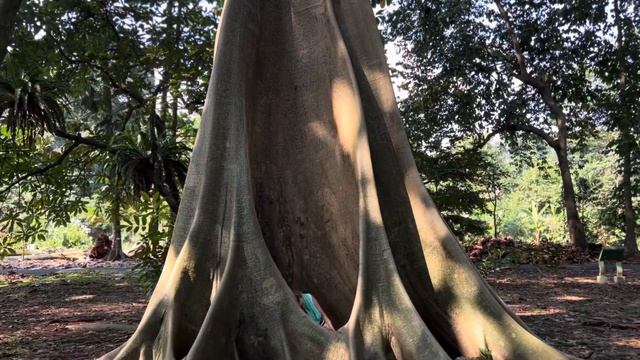 Java, Lombok, Bali смотреть онлайн