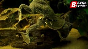 САМАЯ МЕРЗКАЯ ЖАБА (лягушка) В МИРЕ (Суринамская Пипа) "БУДЬ В КУРСЕ"