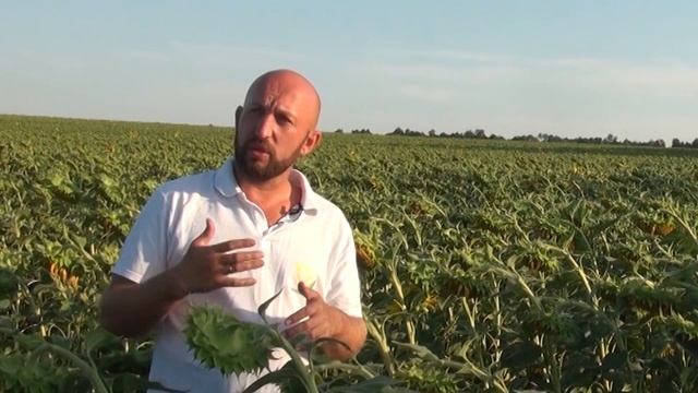 Технология выращивания подсолнечника в Донецкой области. Товарный посев гибрида Обрион. Выпуск № 3 смотреть онлайн