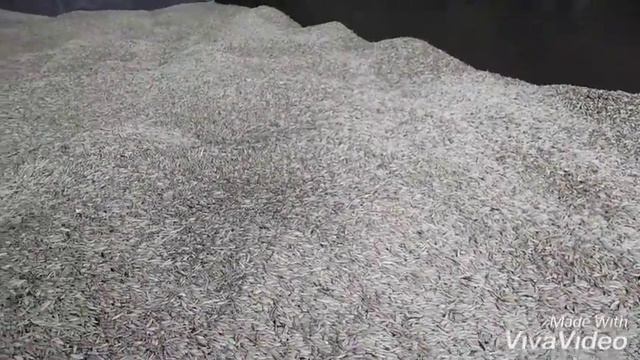 Подготовка семян к посевной. Овёс+ячмень+ семяна костреца (многолетняя трава). смотреть онлайн