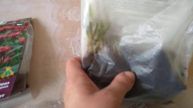 Покупка корневищ многолетних растений и клубней. смотреть онлайн