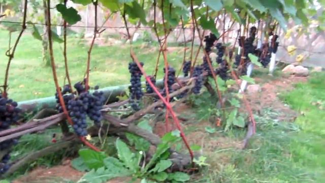 Перезревший виноград. Виноград перевисел месяц. Вызревание лозы.