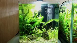 Очень простой и красивый аквариум без химии и CO2. На примере моего кубика на 30 литров.