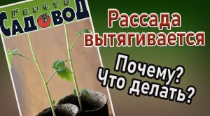 РАССАДА ВЫТЯГИВАЕТСЯ. Почему? Что делать?