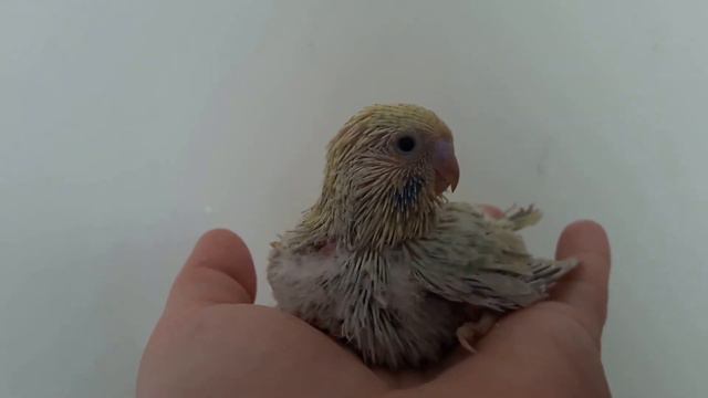 Определяем окрас подросших волнистых птенчиков во второй раз: есть изменения))) смотреть онлайн