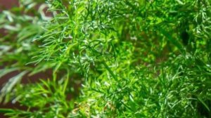 В чем большой плюс укропа. Укроп – польза и вред для организма.