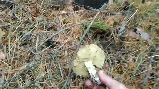 Шульговка 2019г, лес, Белые грибы...... очень много грибов!!!! Класс! смотреть онлайн