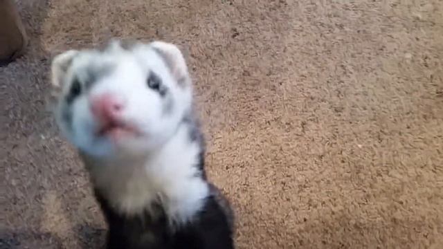 Snack time(1) смотреть онлайн