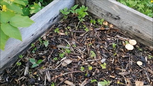 НАШ ЧЕРЕНОЧНИК смотреть онлайн