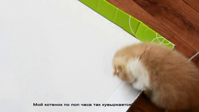 Веселая игрушка для котенка смотреть онлайн