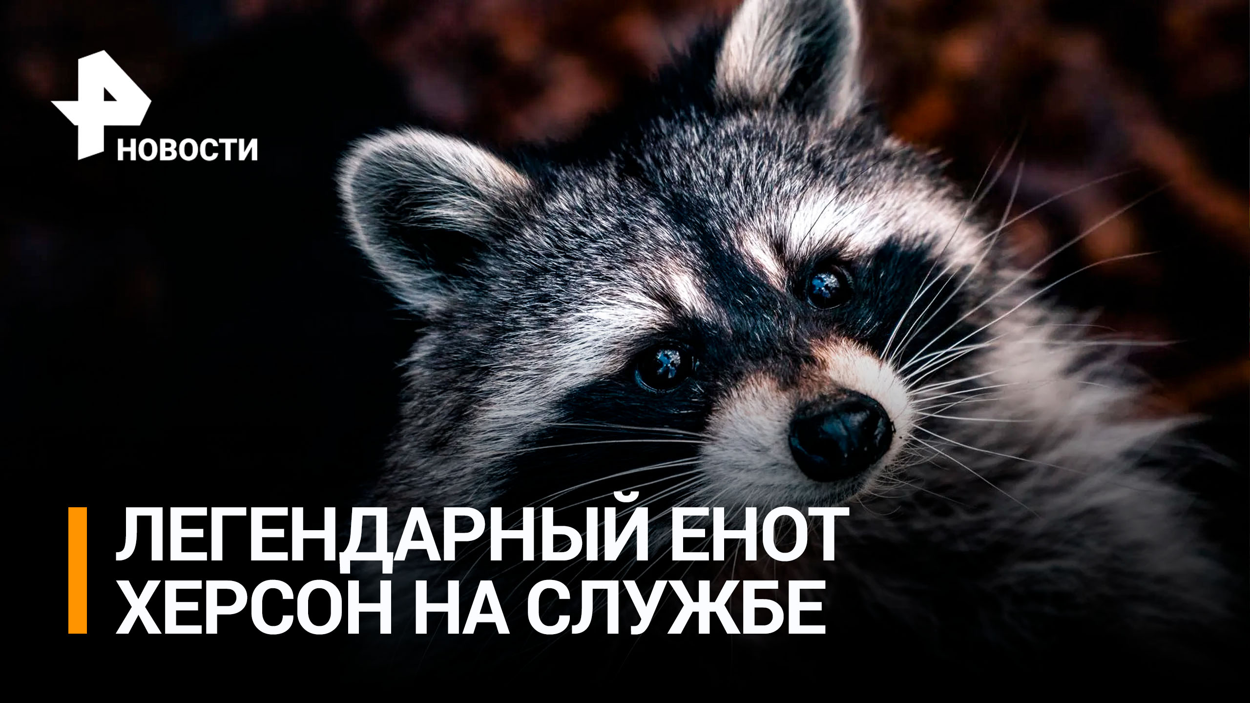 Енот по имени Херсон вернулся в зону СВО: как живет талисман российских солдат / РЕН Новости смотреть онлайн