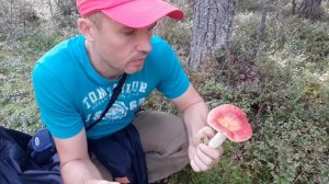 Сыроежки. Можно ли их есть сырыми? Ядовитые грибы ЛО.