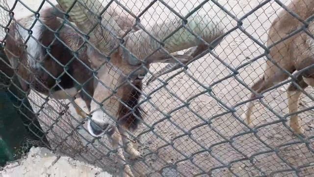 Urial | urial videos | Urial Animals in zoo | urial in United States смотреть онлайн