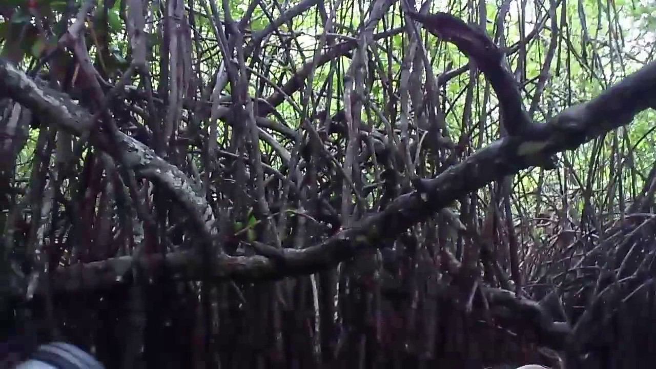 Не боимся - Мандровые заросли. Шри Ланка