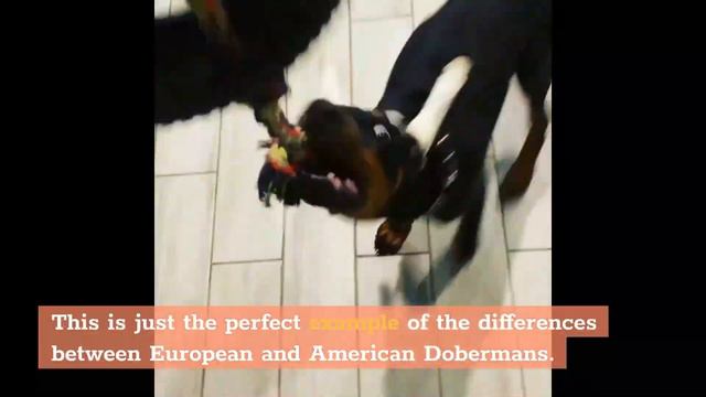 European Doberman Vs. American Doberman: A Side-by-Side Comparison