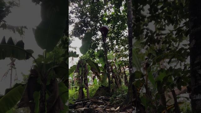 Artocarpus | Fruit Tree | Marang