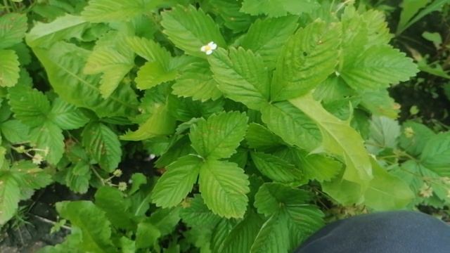 Земляника мелкоплодная "Али-баба" из семян. смотреть онлайн