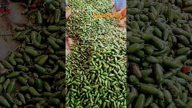 processed Jalapeno #jalapenos #pickle #gherkin #food #cannedfood смотреть онлайн