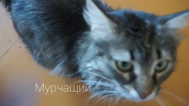 Кот Шмель | май 2020 года | Частный приют для кошек, г. Александров смотреть онлайн