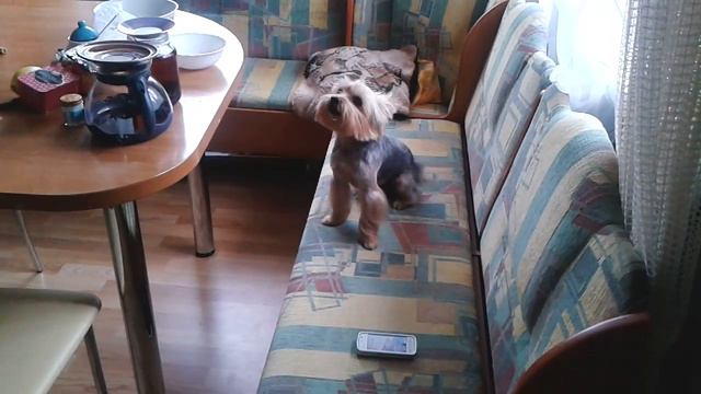 Йоркширский терьер зовет к телефону смотреть онлайн