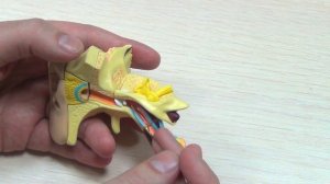 УХО, слуховой анализатор: строение и функции, для ОГЭIЕГЭ.Наглядное строение уха на модели.ЕГЭIОГЭ