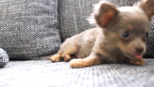 Chihuahua Baby Is Sleepy смотреть онлайн