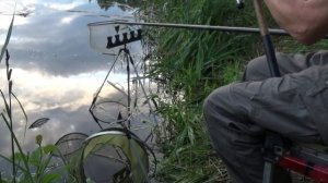 11кг отличной плотвы НА ПИКЕР на подмосковном озере. //Рыбацкие рассказы Евгения Середы //