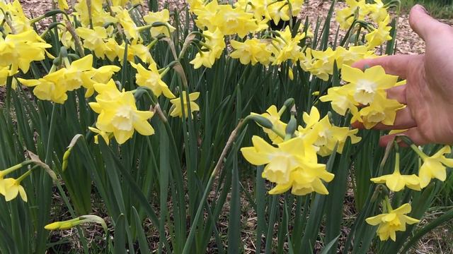 Pipit Daffodils | Bulbs in Bloom смотреть онлайн