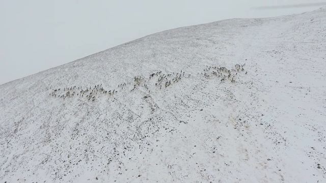 АРХАР ГУСФАНДИ КУХИ МУРҒОБ, ТОҶИКИСТОН | АРГАЛИ ГОРНЫЙ БАРАН МУРГАБ, ТАДЖИКИСТАН смотреть онлайн